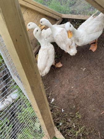 Image 1 of White call ducks for sale