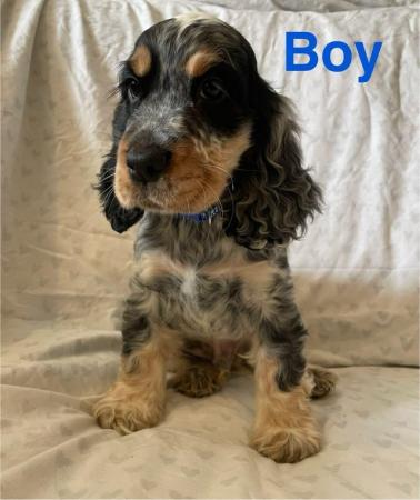 Image 2 of Beautiful kc show cocker spaniel puppies (ready now)