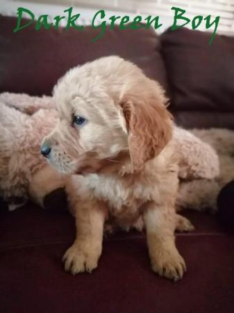 Image 6 of ??Golden Retriever Puppies Ready for Their Forever Homes! ??