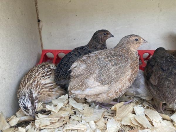 Image 2 of coturnix quail POL females and males available