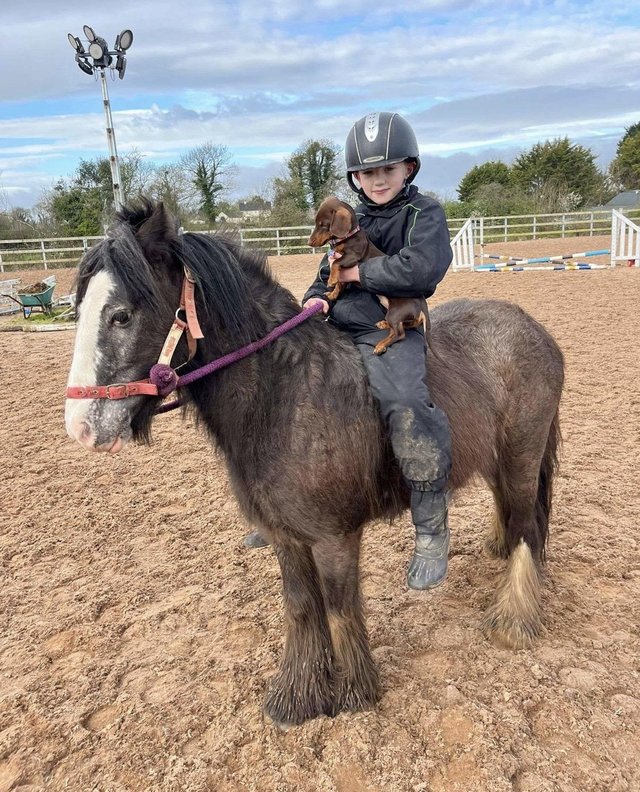 12h kind Appaloosa cob mare — Pets & Animals in Basildon