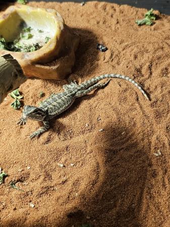 Image 3 of Baby bearded dragons for sale