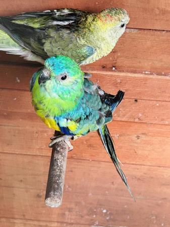 Image 4 of One pair bonded red rump parrot for sale