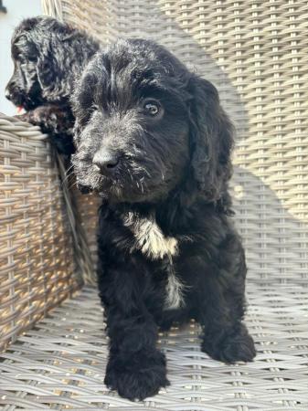 Image 1 of Gorgeous cockapoo all girls looking for new homes
