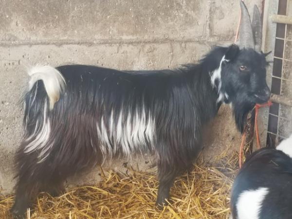 Image 2 of PGC registered Billy Goat for Sale