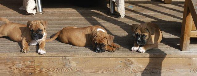 Image 4 of Boxer mix french bulldog dog (Froxer) puppies.