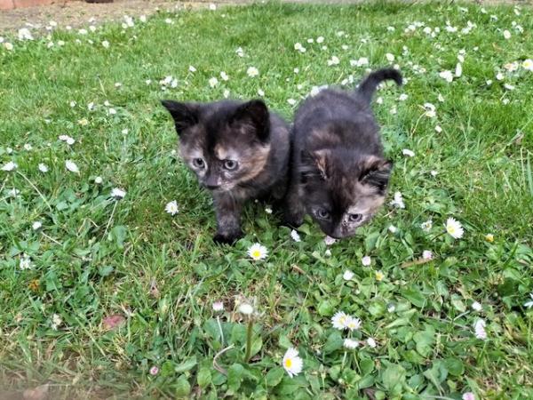 Image 2 of KITTENS ARE LOOKING FOR A NEW HOME AND FRIENDS