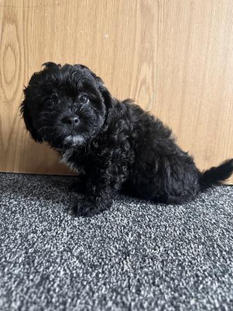 Image 11 of READY NOW! Beautiful 3 Shih poo boys