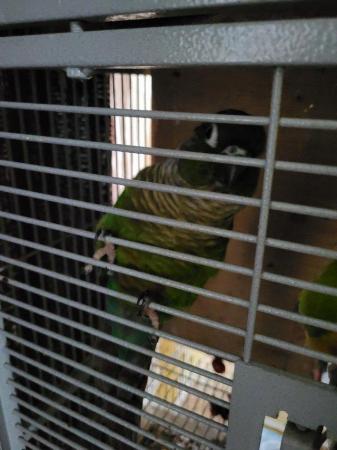 Image 3 of Four conure parrots and large cage