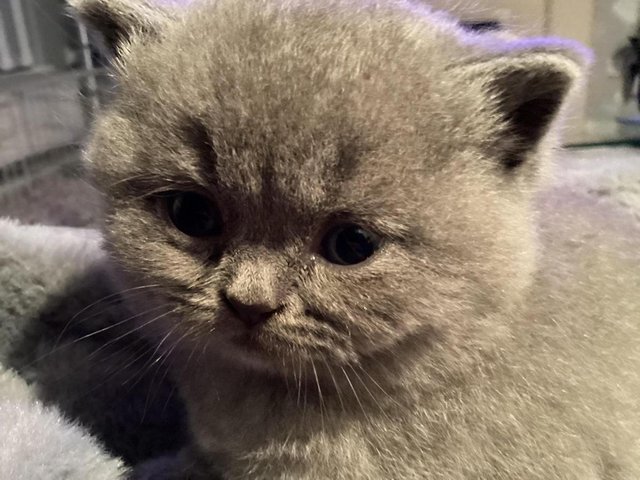 Preview of the first image of Pedigree British Blue Shorthair Kittens.