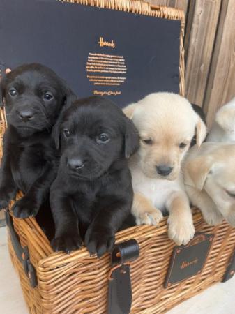 Image 9 of Working bred labrador puppies