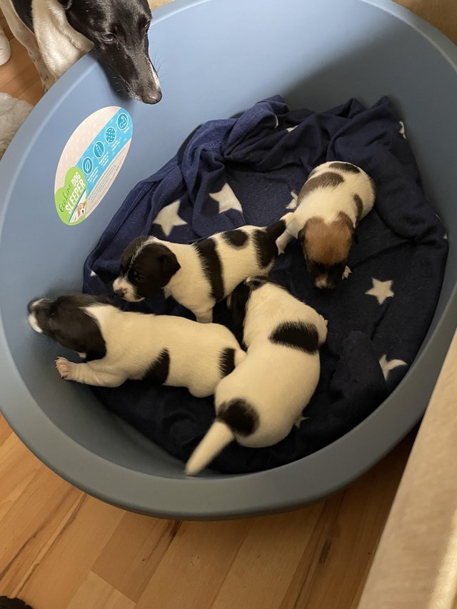 Preview of the first image of Jack Russell puppies 1 male and 3 female.