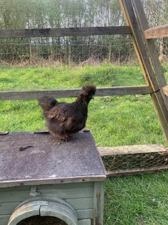 Image 3 of Pure black silkie fertile eggs and chicks!!!
