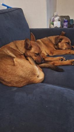 Image 1 of 9 month old mixed breed siblings