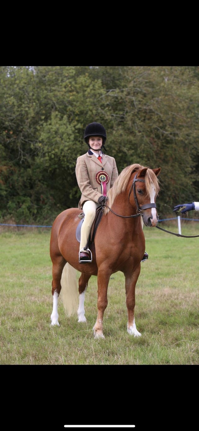Preview of the first image of 12.1 Welsh sec C pony lead rein/second pony.