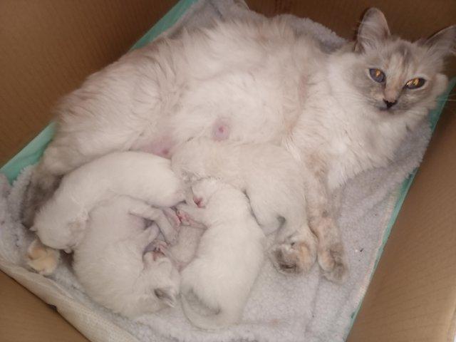 Preview of the first image of FEMALE Pedigree Ragdoll kittens for sale £650 each.