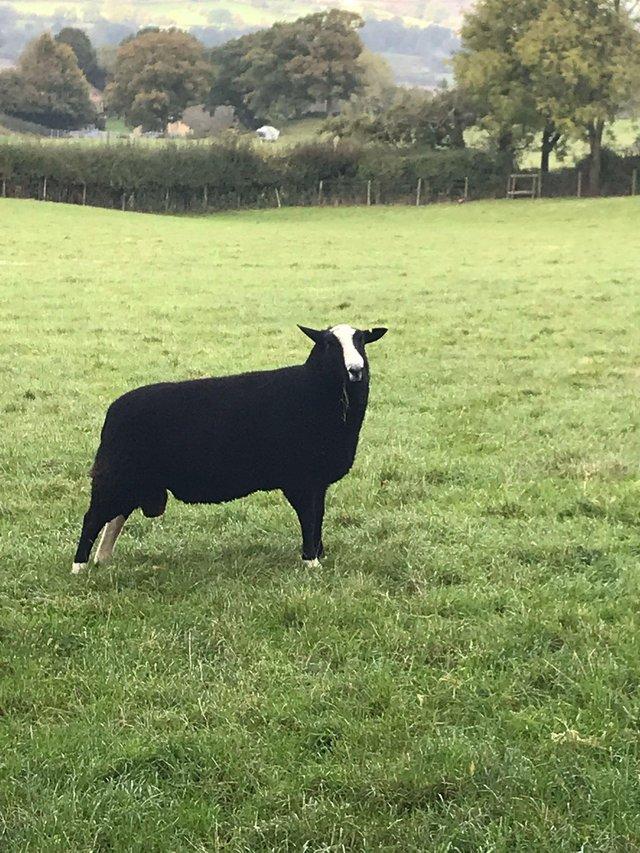 Preview of the first image of Zwartbles Rams, Pedigree, Homebred.
