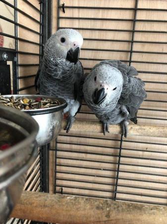 Image 5 of Sillytame Baby African Grey Parrot