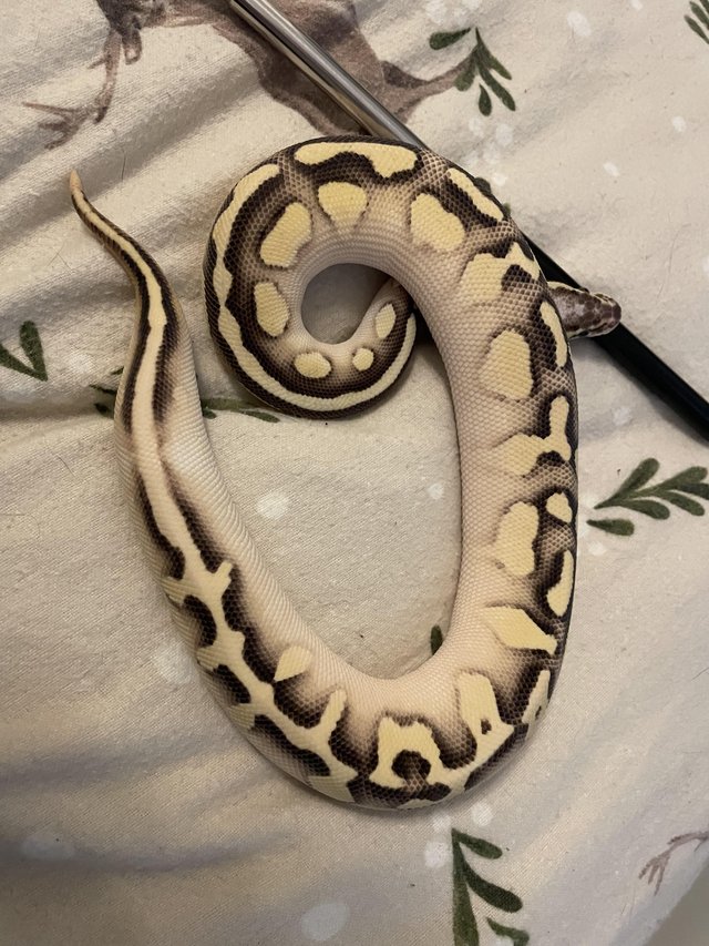 Preview of the first image of Unsexed ball python for sale.