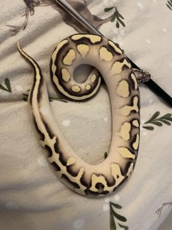 Image 1 of Unsexed ball python for sale