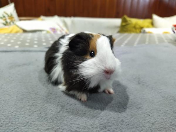 Image 4 of Male silkies guinea pig boars long haired