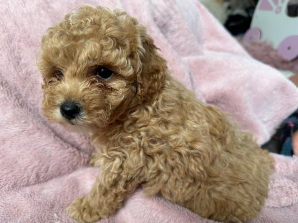Image 12 of Stunning Red Maltipoo Puppies - ready today!