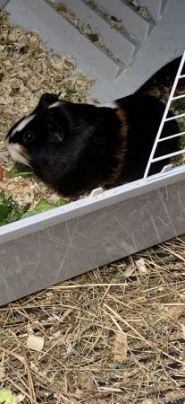 Image 5 of Cookie & Blaze female guinea pigs £45