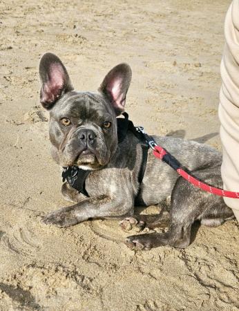 Image 1 of French bulldog for sale