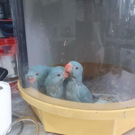 Image 10 of Indian ringneck baby birds available