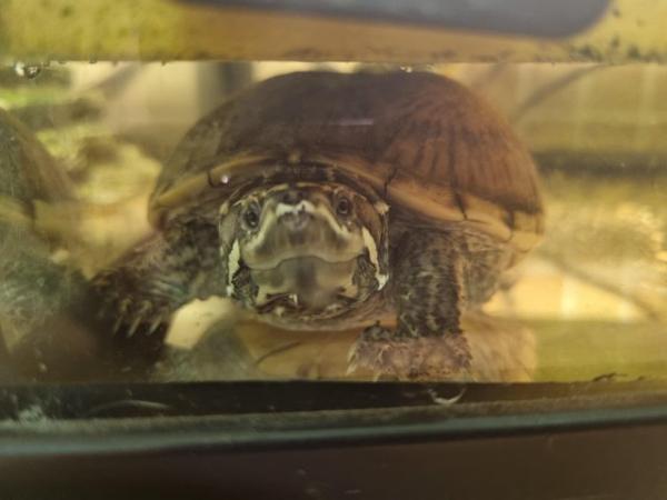 Image 1 of Adult Musk Turtle now ready to leave us