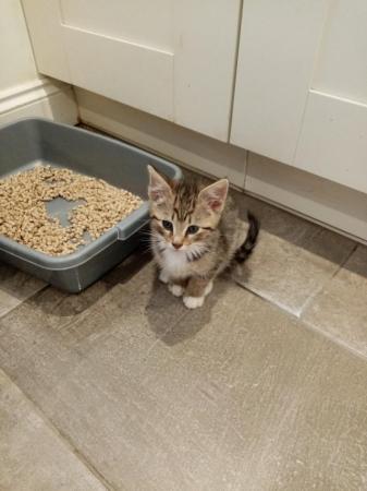 Image 4 of 1 lonely loving tabby boy kitten looking for a loving home
