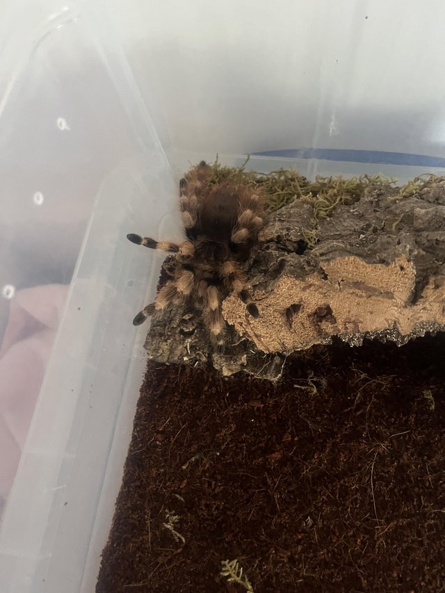 Preview of the first image of Various tarantulas for sale.