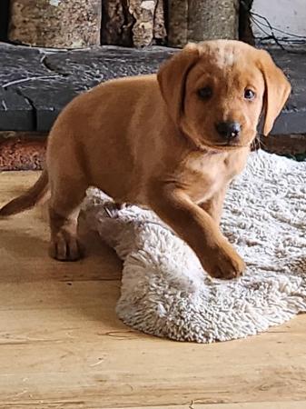 Image 8 of Last boy available Fox red labrador puppies
