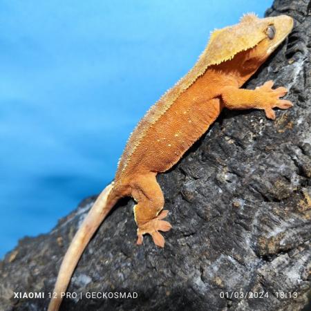 Image 5 of Female tangerine/red female crested gecko