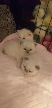 Image 16 of Pure Breed Ragdoll Kittens