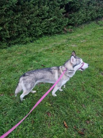 Image 4 of 2 Years old husky looking for rehoming will be 3 in April th