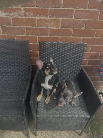 Image 2 of REDUCED 2 Male chihuahua x French bulldog puppies