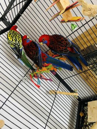 Image 1 of 2 rosella parrots seeking new home (cage not included)
