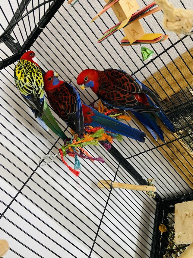 Preview of the first image of 2 rosella parrots seeking new home (cage not included).