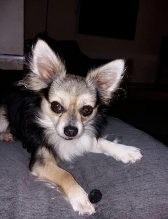 Image 1 of 8 years old male chihuahua no other pet home only