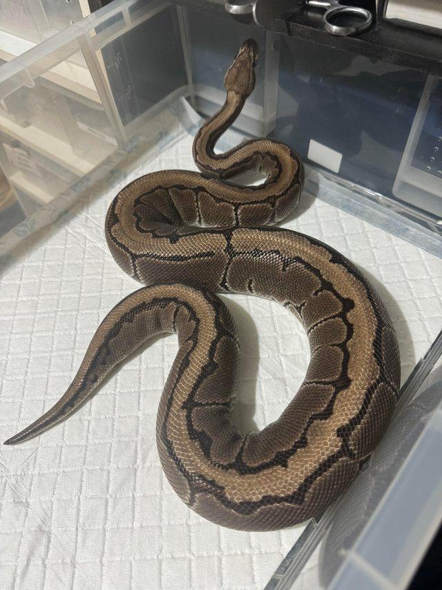 Preview of the first image of Adult Female proven Pinstripe 100% Het Clown.