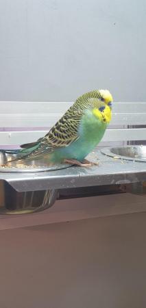 Image 2 of Baby Budgies available for sale now