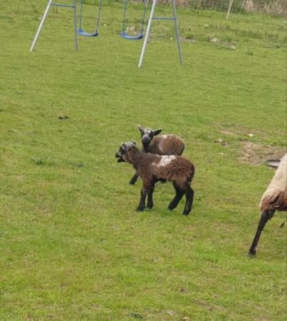 Image 4 of Registered Shetland ewes with lambs at foot