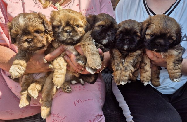 Image 3 of 6 week old shi tzu puppies