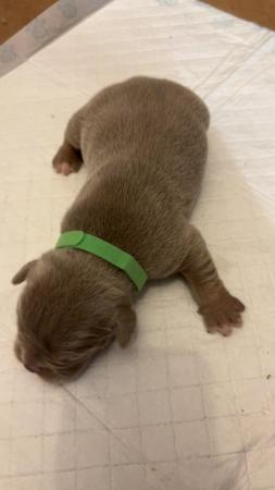 Image 14 of Olde English pups for sale