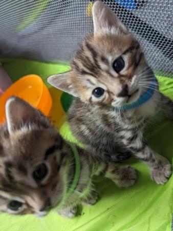Image 6 of 3/4 Bengal cross kittens 6 weeks old