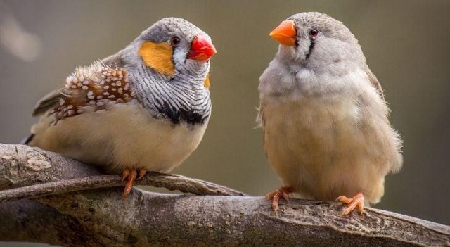 Image 2 of Zebra Finches for sale £10 each