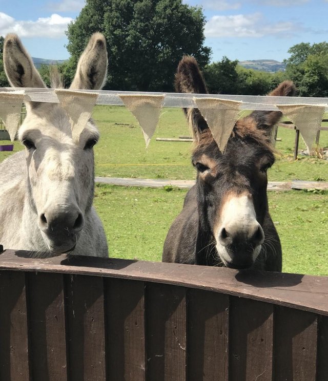 Preview of the first image of Donkeys for sale as a pair — SOLD.
