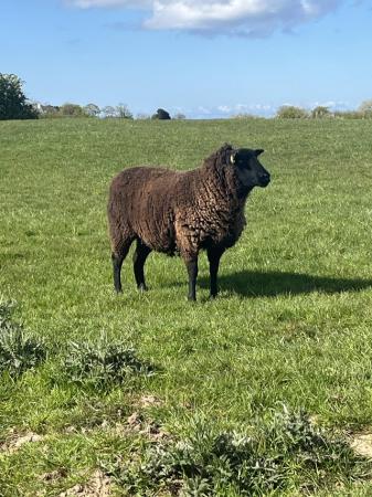 Image 4 of Sheep for sale(1 Tup,1 wether)