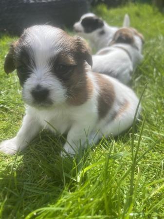 Image 5 of 4 weeks 6 days old . Jack-shitzu puppies . 3 girls 2 boys